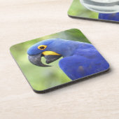 Südamerika, Brasilien, Pantanal Getränkeuntersetzer (Linke Seite)