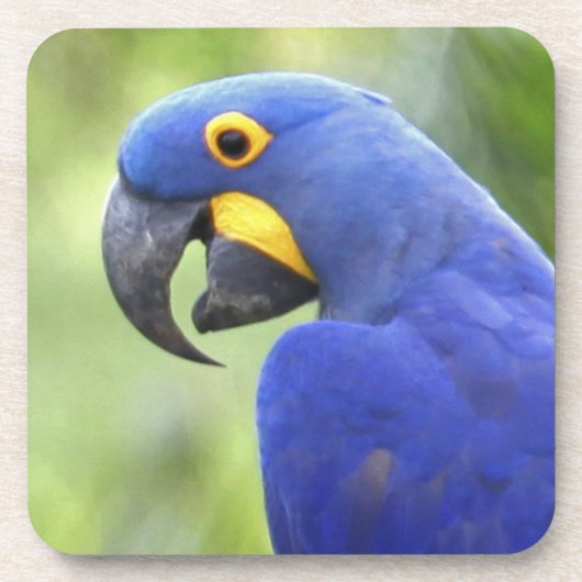 Südamerika, Brasilien, Pantanal Getränkeuntersetzer (Vorderseite)