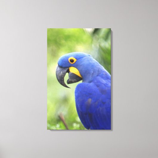 Südamerika, Brasilien, Pantanal Leinwanddruck (Vorderseite)