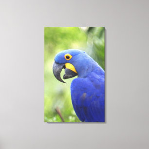 Südamerika, Brasilien, Pantanal Leinwanddruck