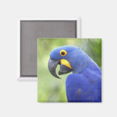 Südamerika, Brasilien, Pantanal Magnet (Vorderseite/Rückseite)