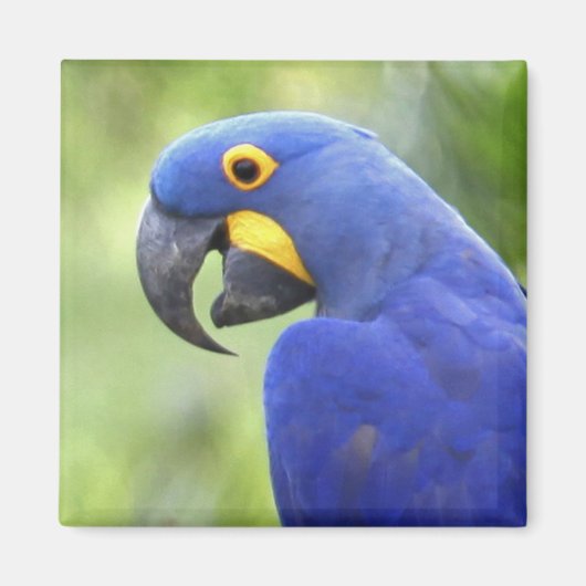 Südamerika, Brasilien, Pantanal Magnet (Vorne)