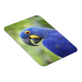 Südamerika, Brasilien, Pantanal Magnet (Rechte Seite)