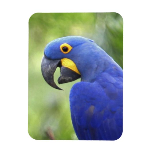 Südamerika, Brasilien, Pantanal Magnet (Vertikal)