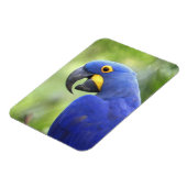Südamerika, Brasilien, Pantanal Magnet (Linke Seite)