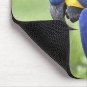 Südamerika, Brasilien, Pantanal Mousepad (Ecke)