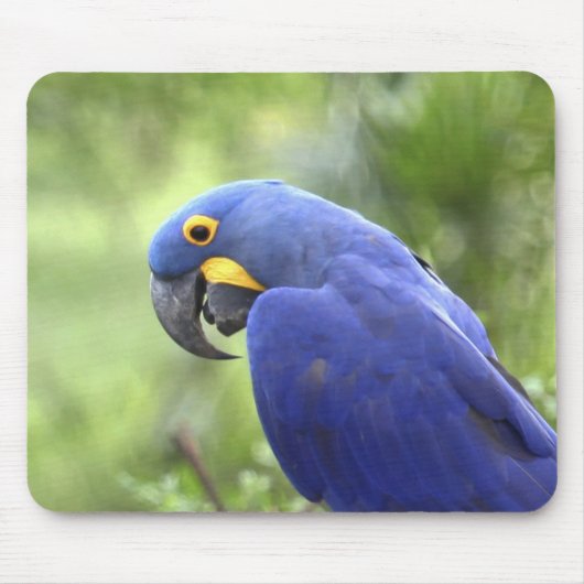 Südamerika, Brasilien, Pantanal Mousepad (Vorne)
