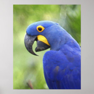 Südamerika, Brasilien, Pantanal Poster