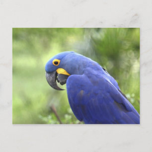 Südamerika, Brasilien, Pantanal Postkarte