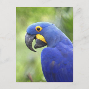 Südamerika, Brasilien, Pantanal Postkarte