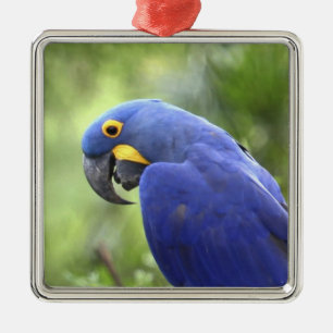 Südamerika, Brasilien, Pantanal Silbernes Ornament