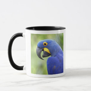 Südamerika, Brasilien, Pantanal Tasse