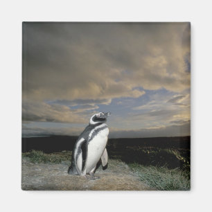 Südamerika, Chile, Patagonia, Magellanes, Magnet