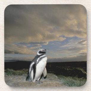 Südamerika, Chile, Patagonia, Magellanes, Untersetzer