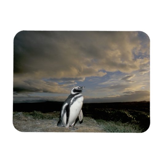 Südamerika, Chile, Patagonien, Magellanes, Magnet (Horizontal)