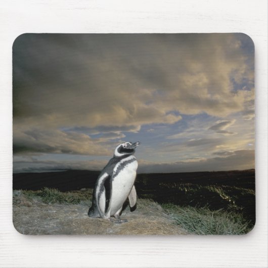 Südamerika, Chile, Patagonien, Magellanes, Mousepad (Vorne)
