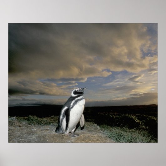 Südamerika, Chile, Patagonien, Magellanes, Poster (Vorne)