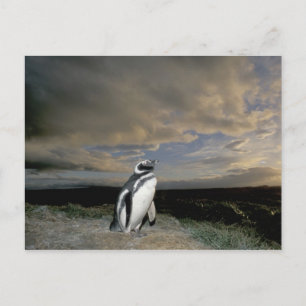 Südamerika, Chile, Patagonien, Magellanes, Postkarte