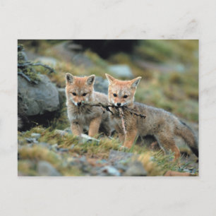 Südamerika, Chile, Torres del Paine National Postkarte