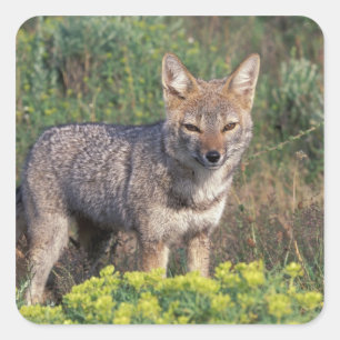 Südamerika, Chile, Torres del Paine NP Quadratischer Aufkleber