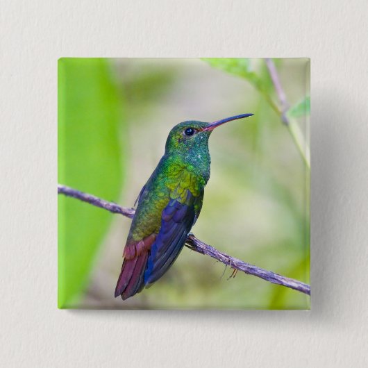 Südamerika, Costa Rica, Sarapiqui, La Selva Button (Vorderseite)