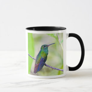 Südamerika, Costa Rica, Sarapiqui, La Selva Tasse