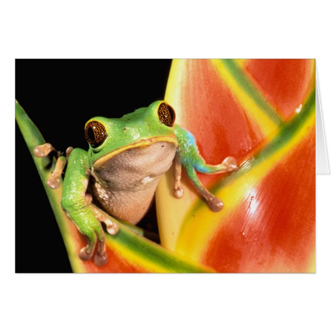 Südamerika, Ecuador, Amazonas. Blattgrün (Vorderseite (Horizontal))