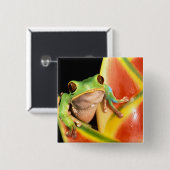 Südamerika, Ecuador, Amazonas. Blattgrün Button (Vorne & Hinten)