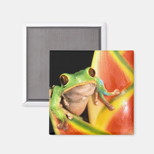 Südamerika, Ecuador, Amazonas. Blattgrün Magnet (Vorderseite/Rückseite)