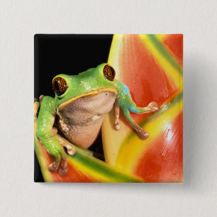 Südamerika, Ecuador, Amazonas. Laubfrosch Button