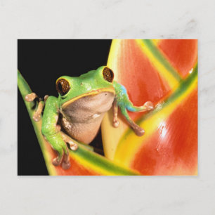 Südamerika, Ecuador, Amazonas. Laubfrosch Postkarte