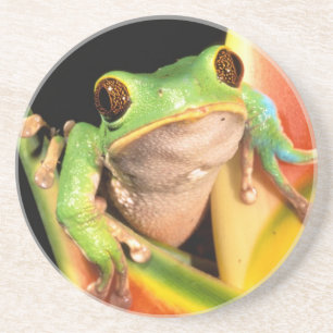Südamerika, Ecuador, Amazonas. Laubfrosch Sandstein Untersetzer