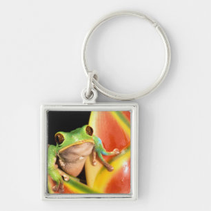 Südamerika, Ecuador, Amazonas. Laubfrosch Schlüsselanhänger