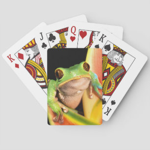 Südamerika, Ecuador, Amazonas. Laubfrosch Spielkarten