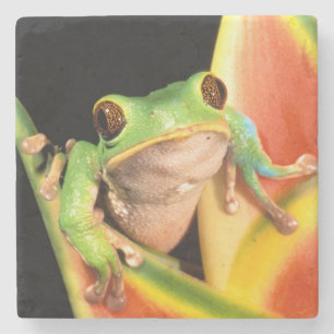 Südamerika, Ecuador, Amazonas. Laubfrosch Steinuntersetzer