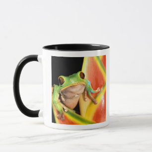 Südamerika, Ecuador, Amazonas. Laubfrosch Tasse