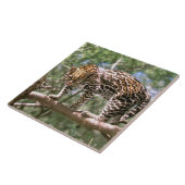 Südamerika, Ecuador, Amazonas. Ocelot Fliese (Seite)