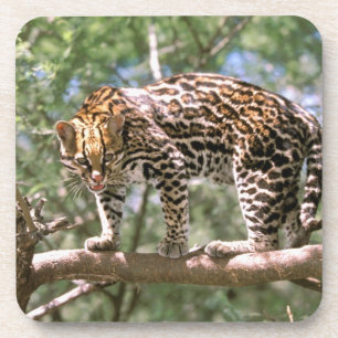 Südamerika, Ecuador, Amazonas. Ocelot Getränkeuntersetzer