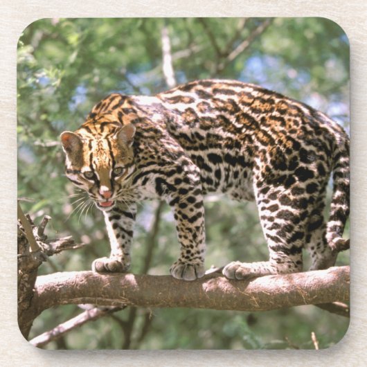 Südamerika, Ecuador, Amazonas. Ocelot Getränkeuntersetzer (Vorderseite)