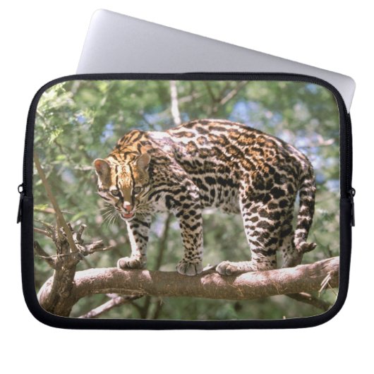 Südamerika, Ecuador, Amazonas. Ocelot Laptopschutzhülle (Vorderseite)