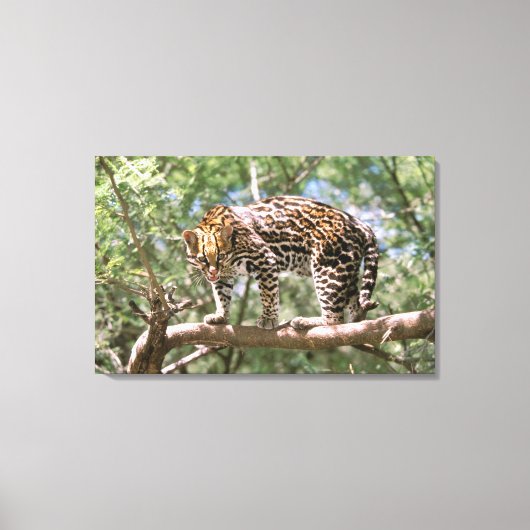 Südamerika, Ecuador, Amazonas. Ocelot Leinwanddruck (Vorderseite)