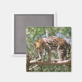 Südamerika, Ecuador, Amazonas. Ocelot Magnet (Vorderseite/Rückseite)