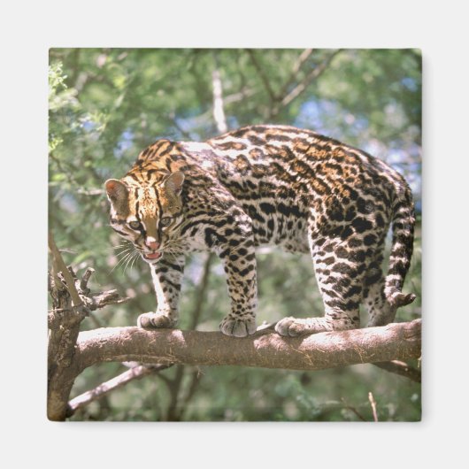 Südamerika, Ecuador, Amazonas. Ocelot Magnet (Vorne)