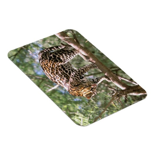 Südamerika, Ecuador, Amazonas. Ocelot Magnet (Rechte Seite)