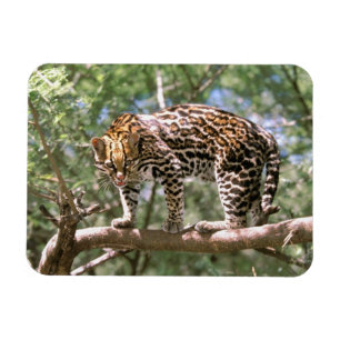 Südamerika, Ecuador, Amazonas. Ocelot Magnet