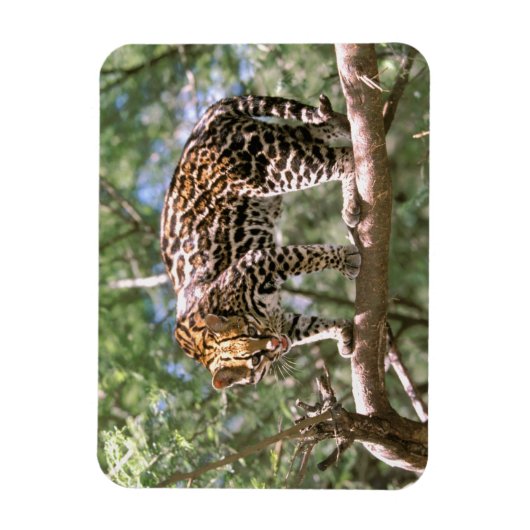 Südamerika, Ecuador, Amazonas. Ocelot Magnet (Vertikal)