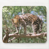 Südamerika, Ecuador, Amazonas. Ocelot Mousepad (Vorne)