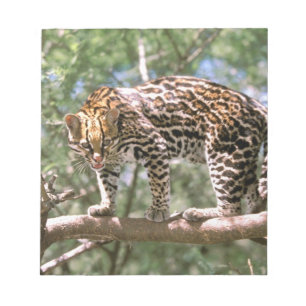 Südamerika, Ecuador, Amazonas. Ocelot Notizblock