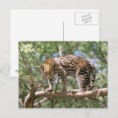 Südamerika, Ecuador, Amazonas. Ocelot Postkarte (Vorne/Hinten)