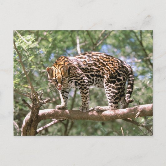 Südamerika, Ecuador, Amazonas. Ocelot Postkarte (Vorderseite)